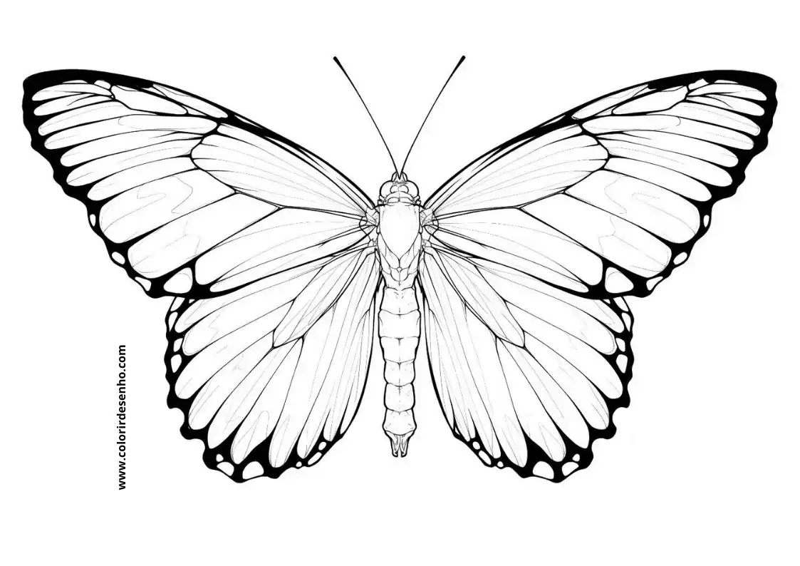 Borboleta Para Colorir 11