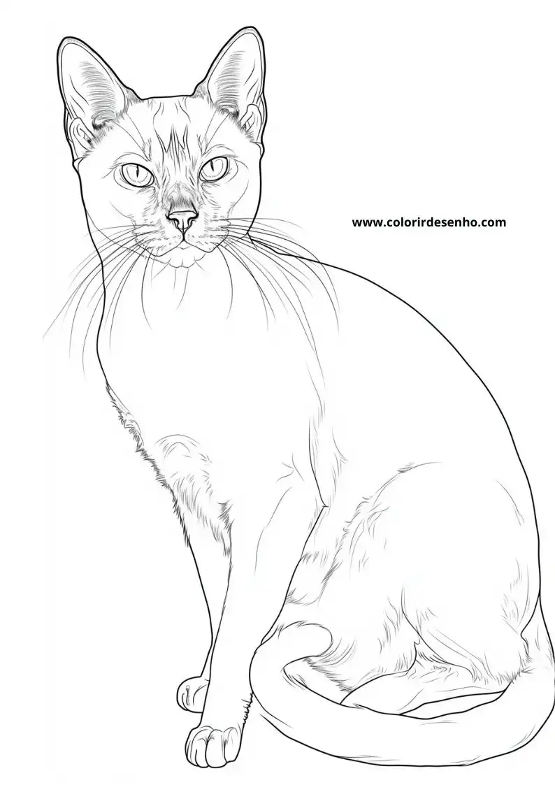 Kitten and Cats Coloring Pages 4