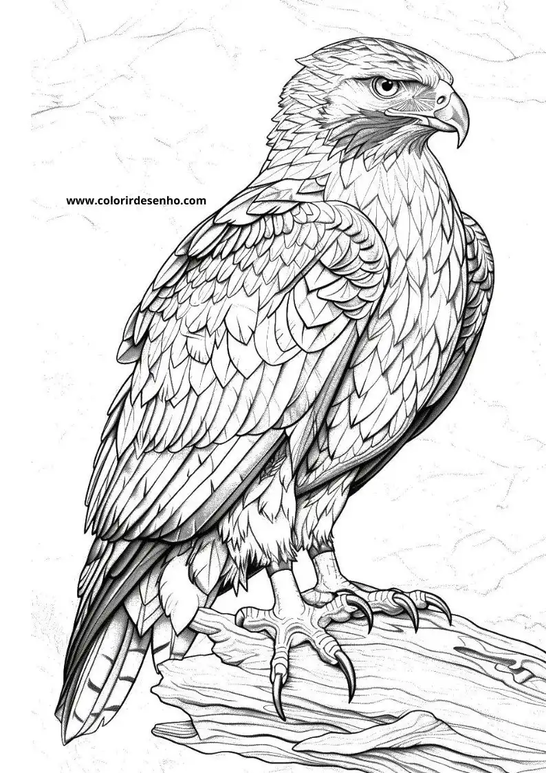 Hawk Coloring Pages 100