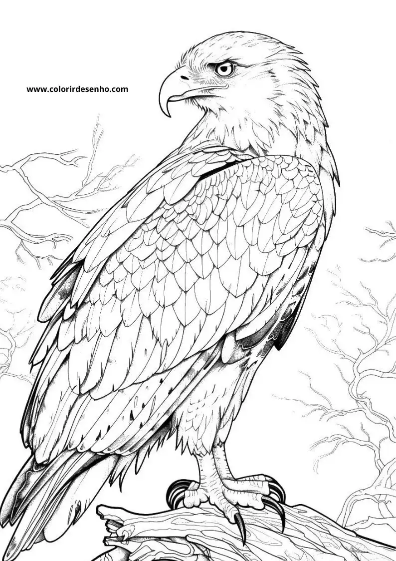 Hawk Coloring Pages 105