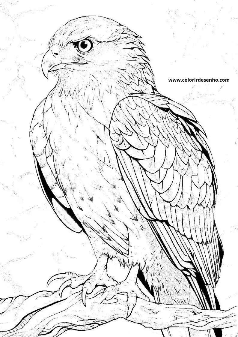 Hawk Coloring Pages 12