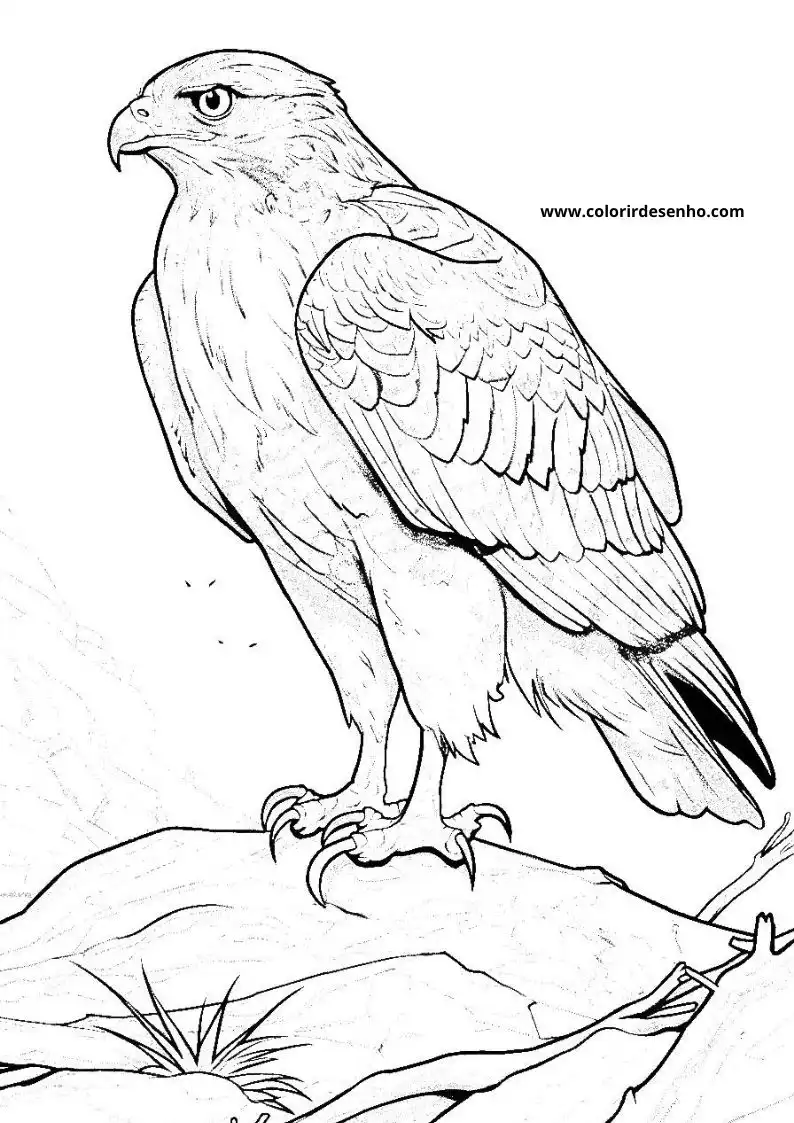 Hawk Coloring Pages 23