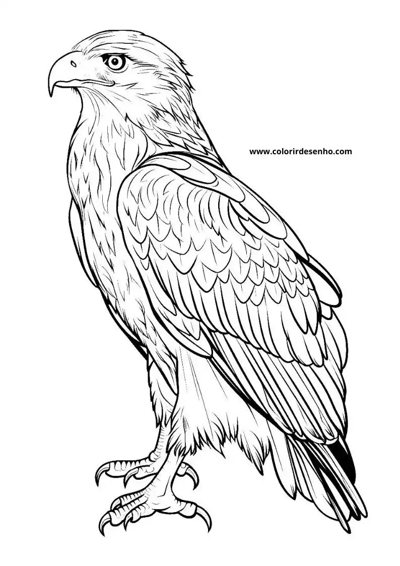 Hawk Coloring Pages 71