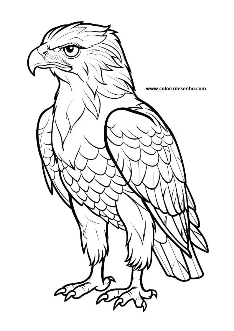 Hawk Coloring Pages 74