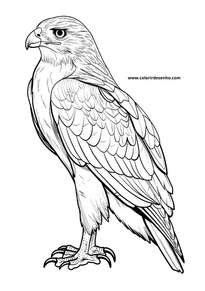 Hawk Coloring Pages 98