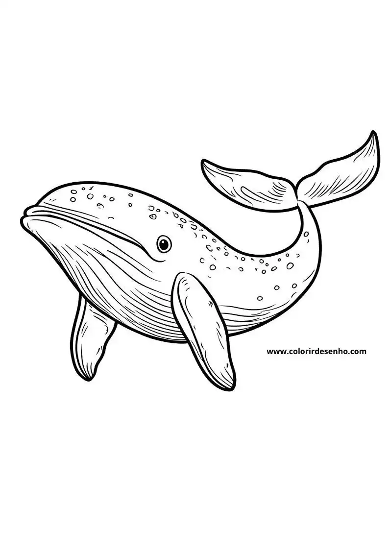 Whale to Color 2