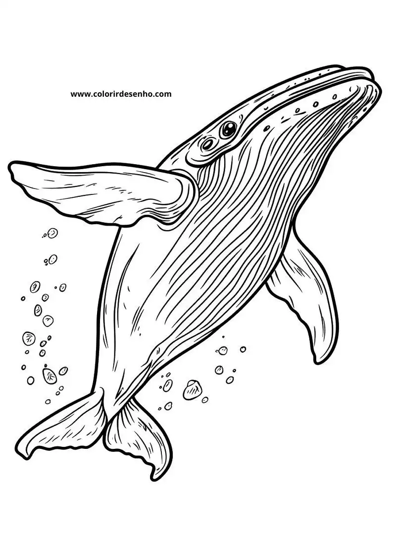 Whale Coloring Pages 50