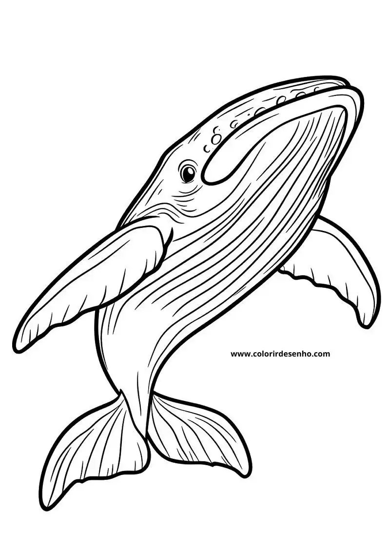 Whale Coloring Pages 71