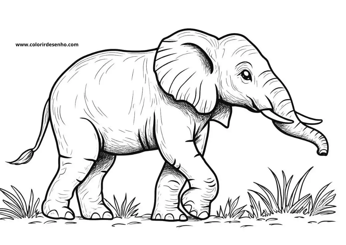 Elephant Coloring Pages 50