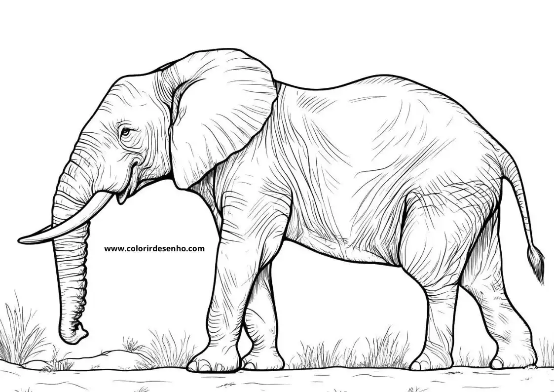 Elephant to Color 144