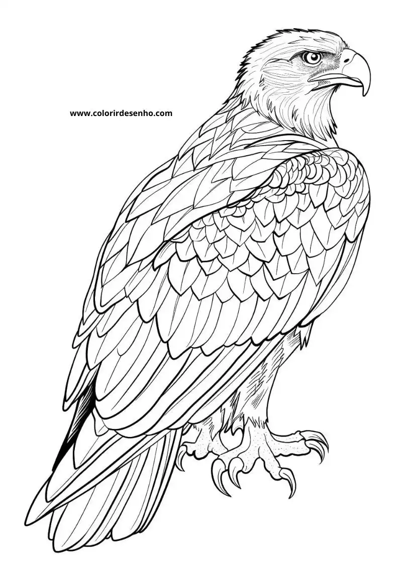 Beautiful Hawk Coloring Pages 2