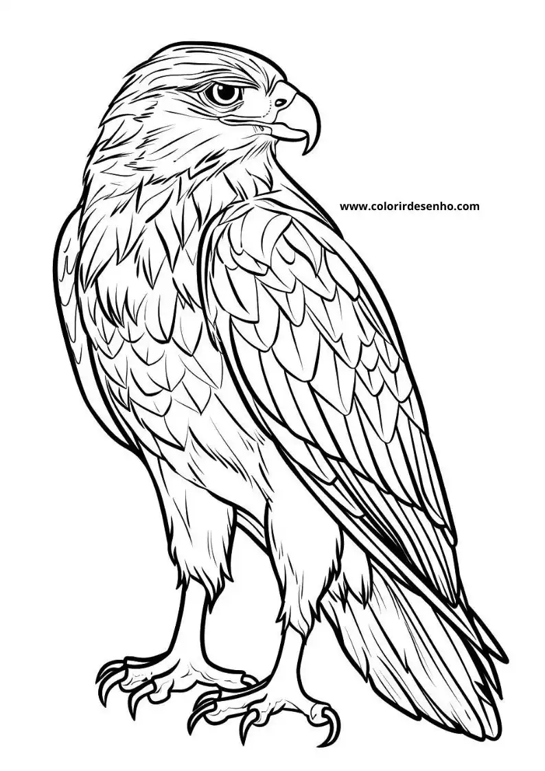 Beautiful Hawk Coloring Pages 3