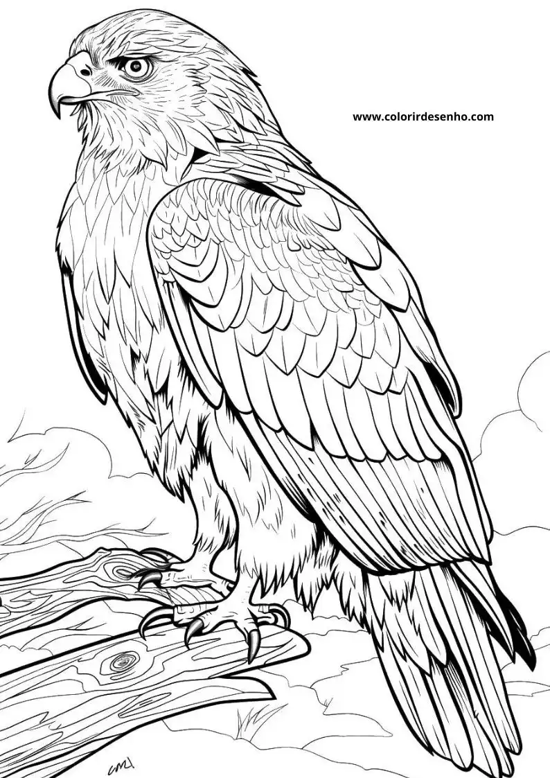Beautiful Hawk Coloring Pages 4
