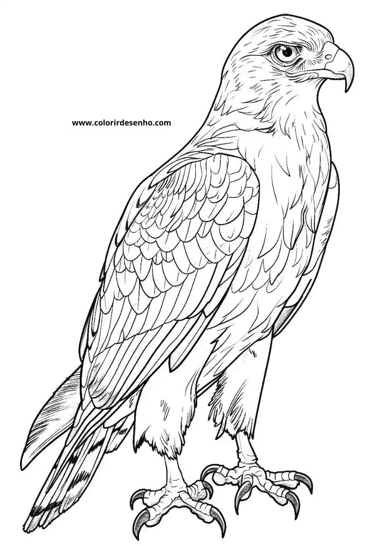 Beautiful Hawk Coloring Pages 5