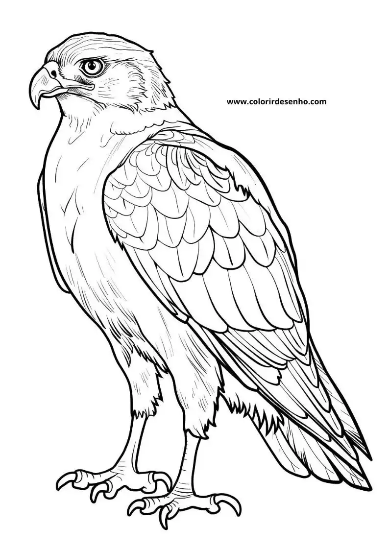 Beautiful Hawk Coloring Pages 7