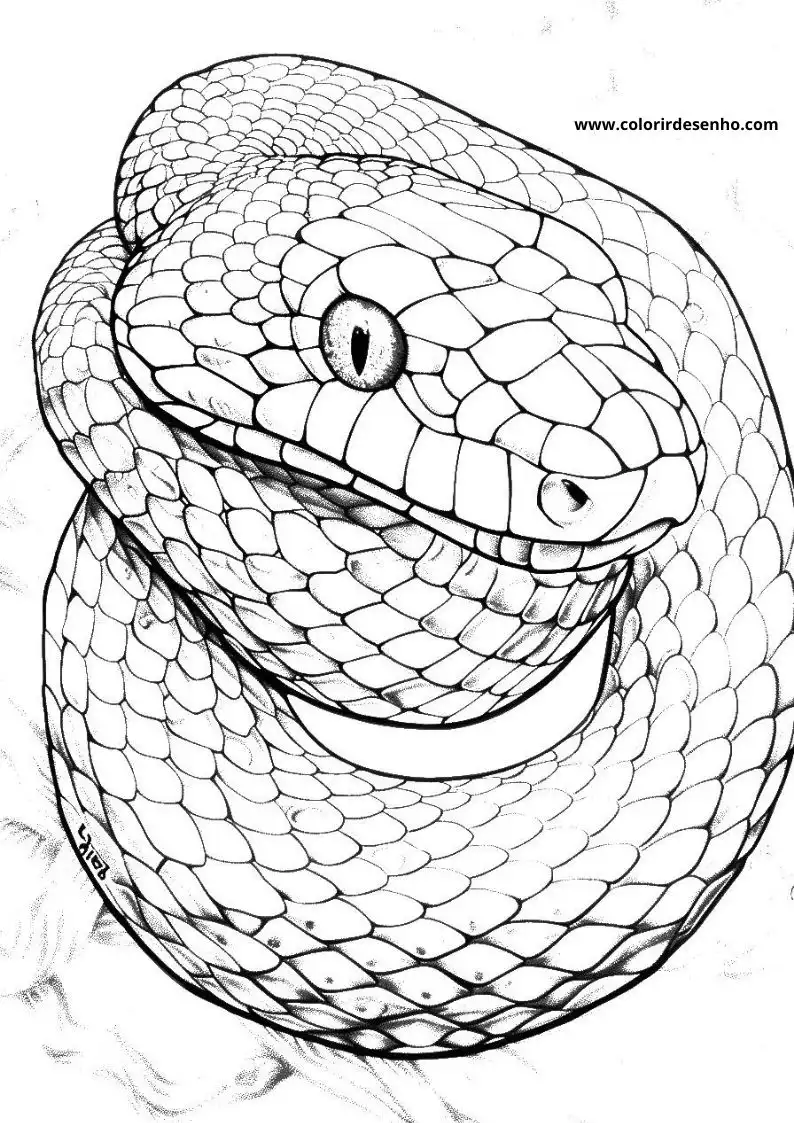Beautiful Snake Coloring Pages 1