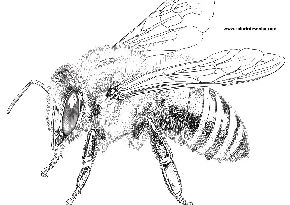 Bee Free Printable Coloring Pages 8