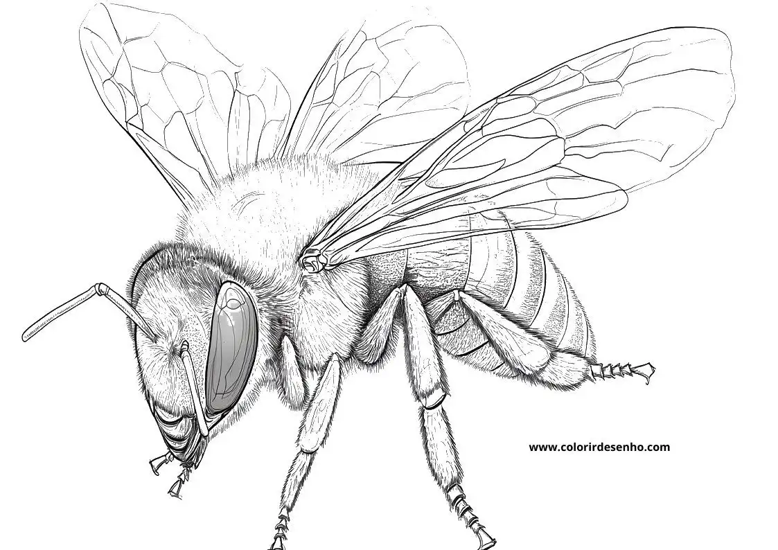Bee Picture Coloring Pages 7