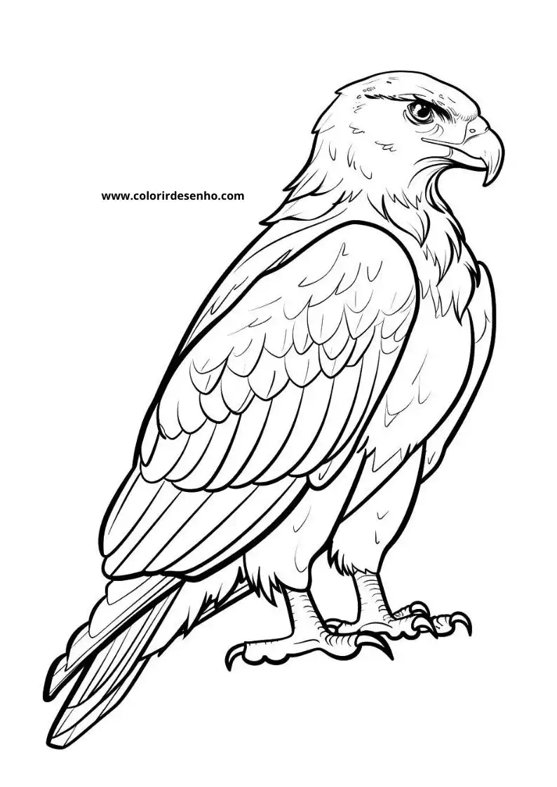 Cute Hawk Coloring Pages 2