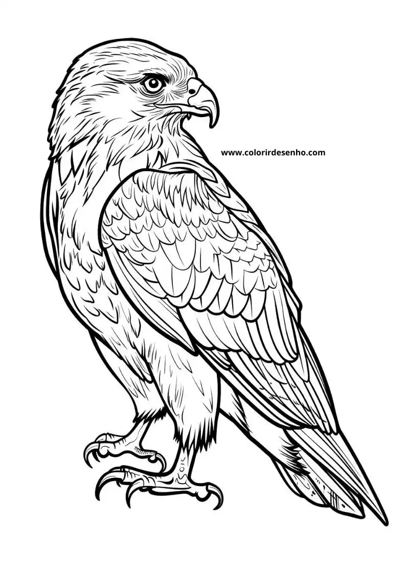 Cute Hawk Coloring Pages 3