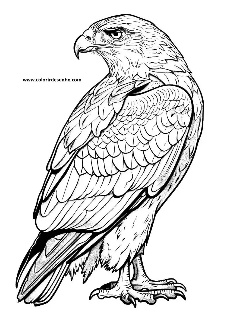 Cute Hawk Coloring Pages 4