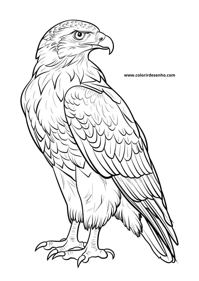 Cute Hawk Coloring Pages 6