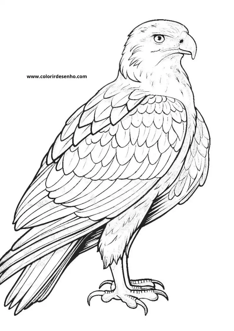 Cute Hawk Coloring Pages 7