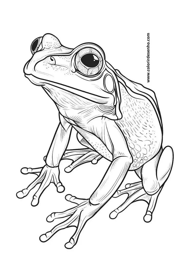 Download Free Printable Frog Coloring Pages For Kids And Adults 2