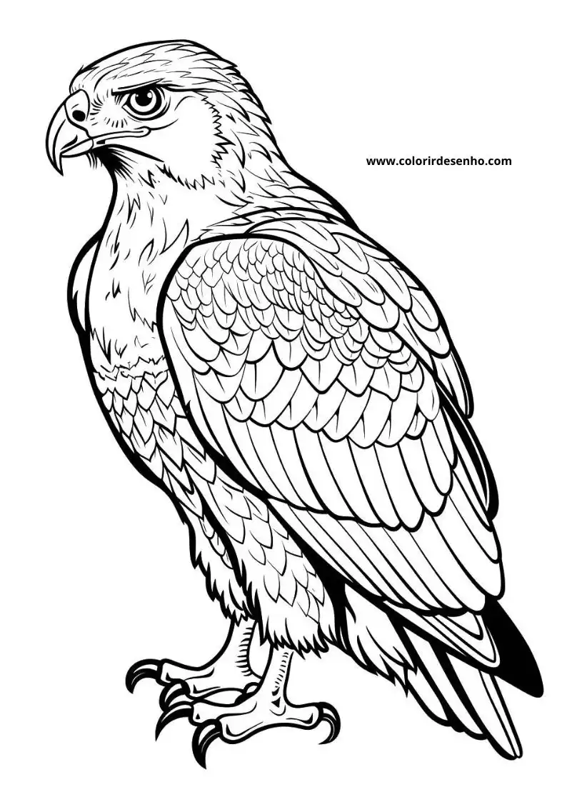 Download Hawk Coloring Pages 1