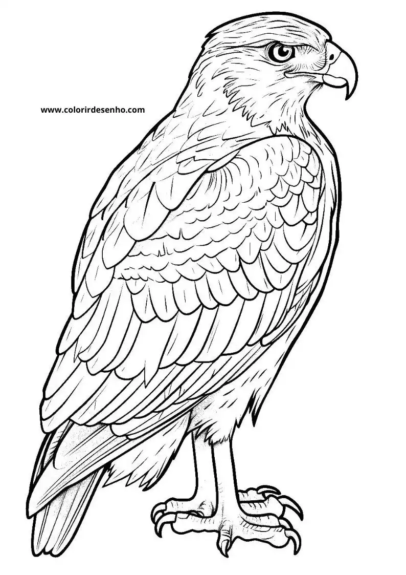 Download Hawk Coloring Pages 2
