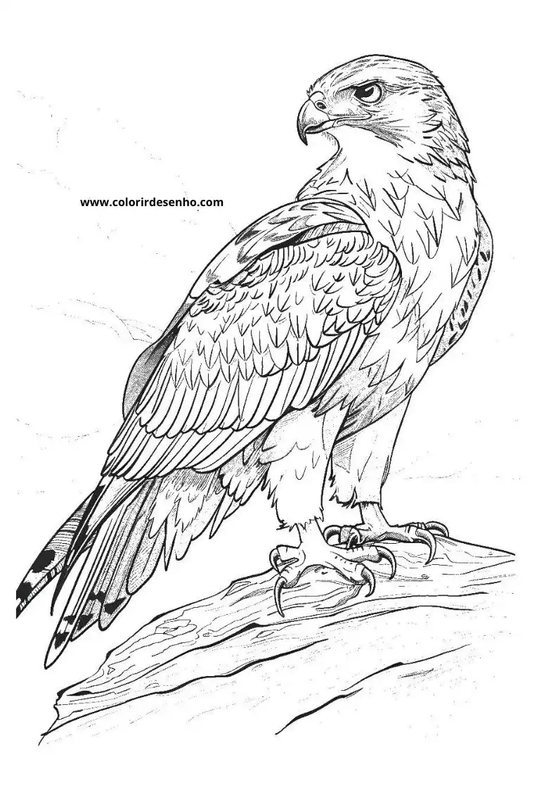 Download Hawk Coloring Pages 3