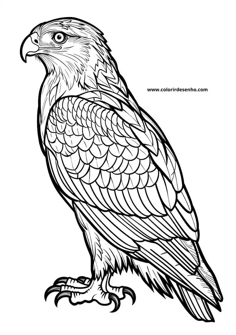 Download Hawk Coloring Pages 4