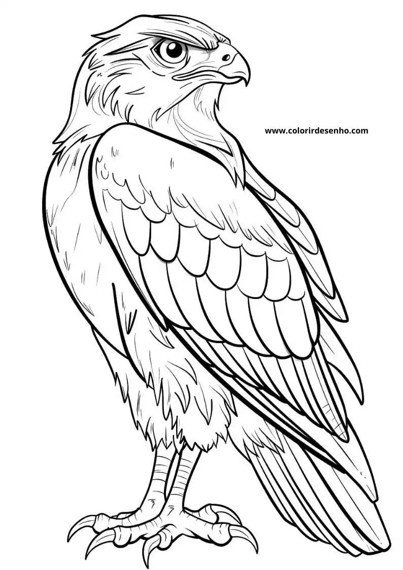 Download Hawk Coloring Pages 5