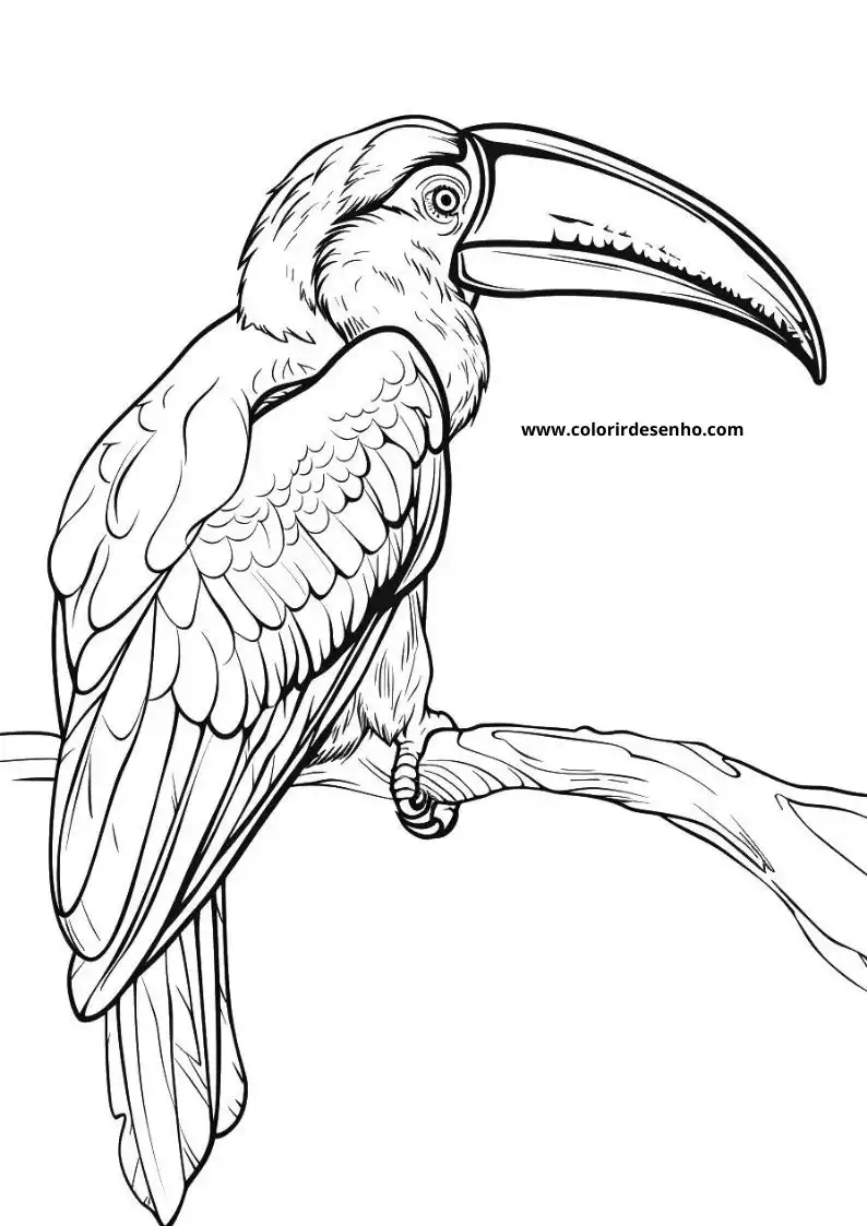 Download Toucan Coloring Pages 2