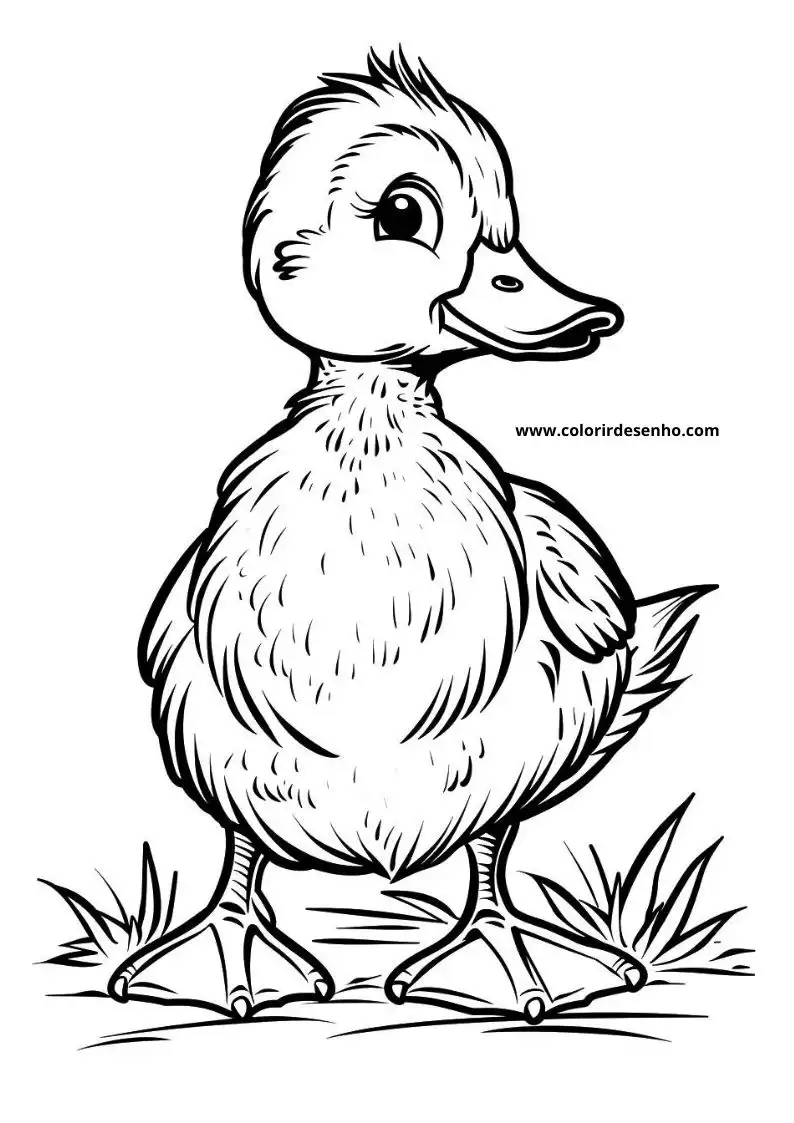 Duck Coloring Sheet 1