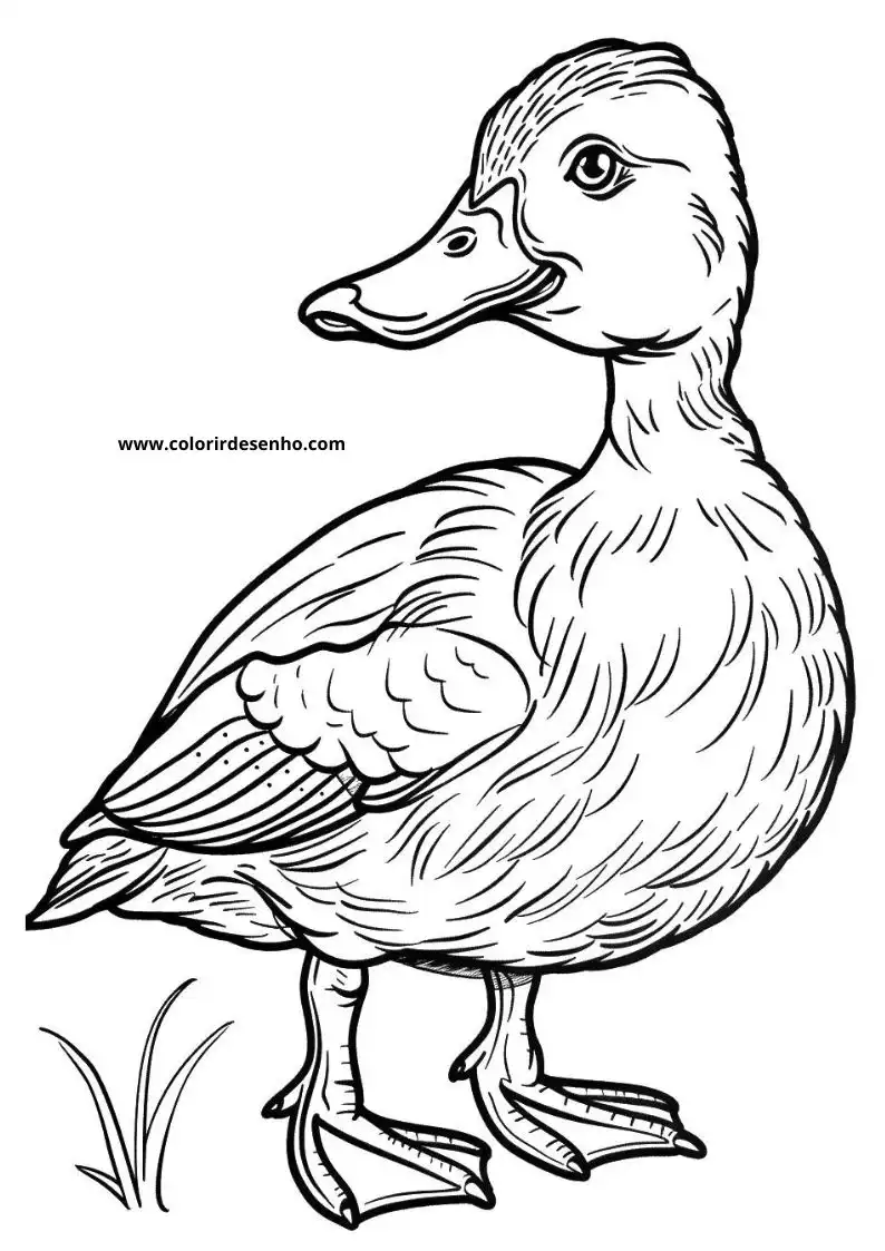 Duck Coloring Sheet 5
