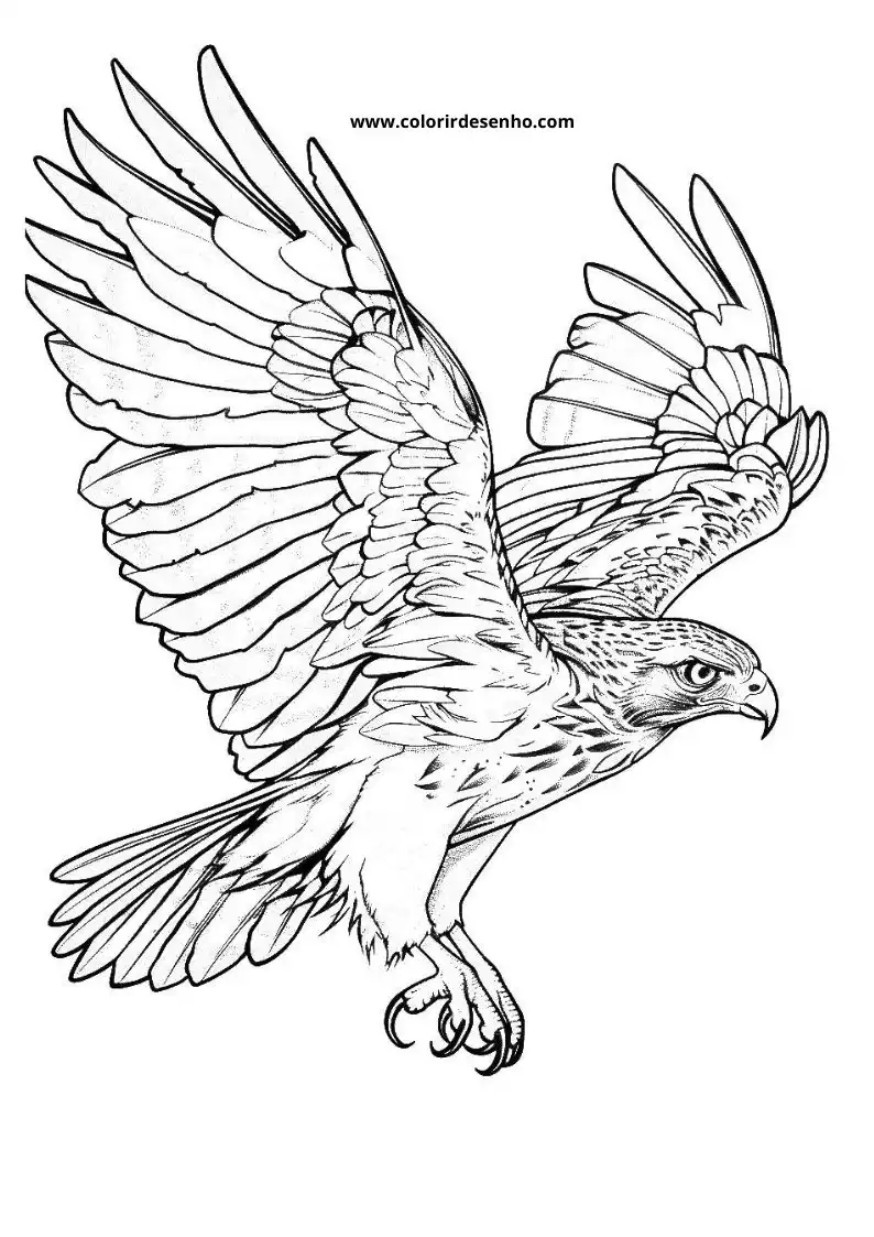 Educational Hawk Coloring Pages 2