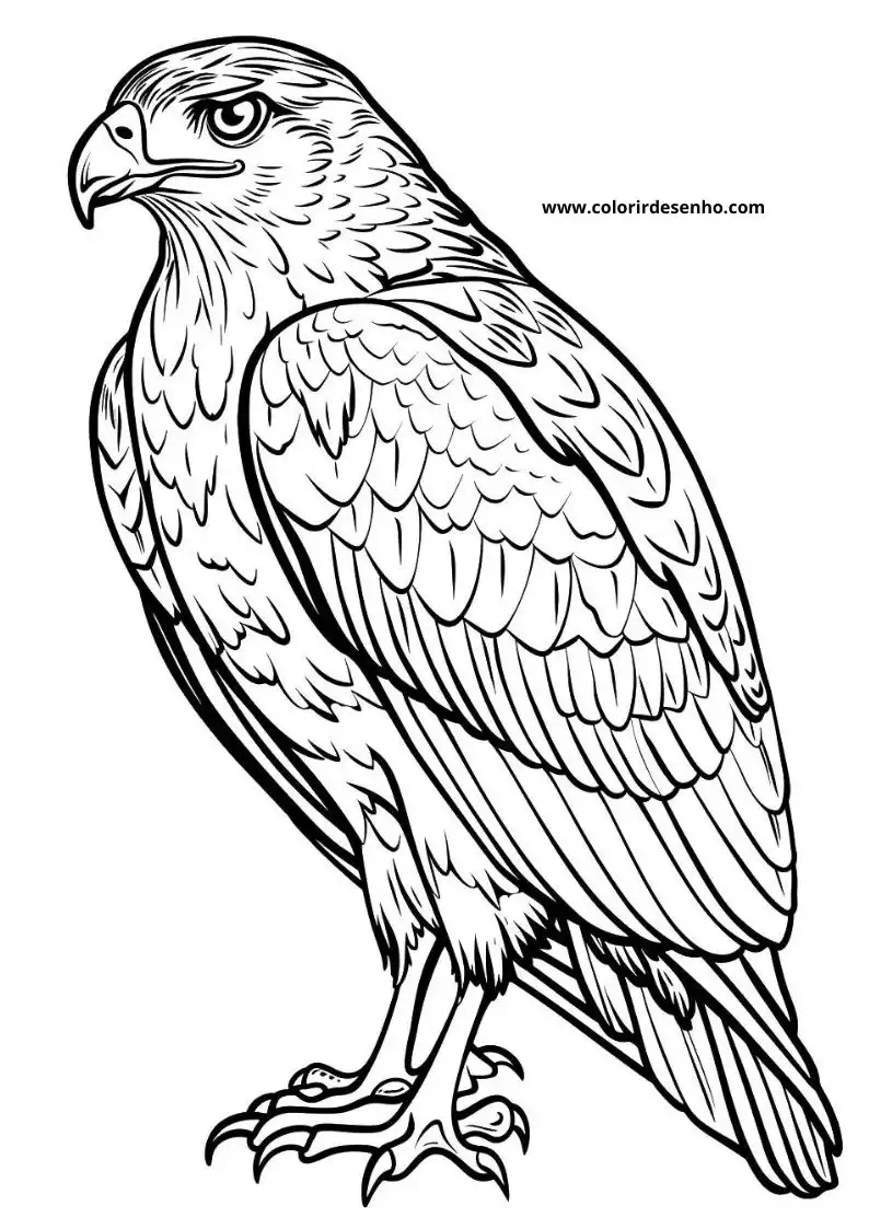 Educational Hawk Coloring Pages 4