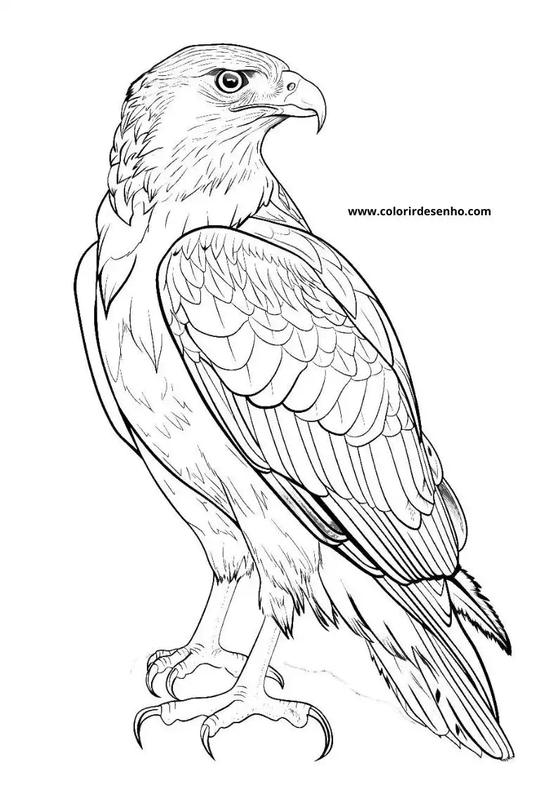 Educational Hawk Coloring Pages 5