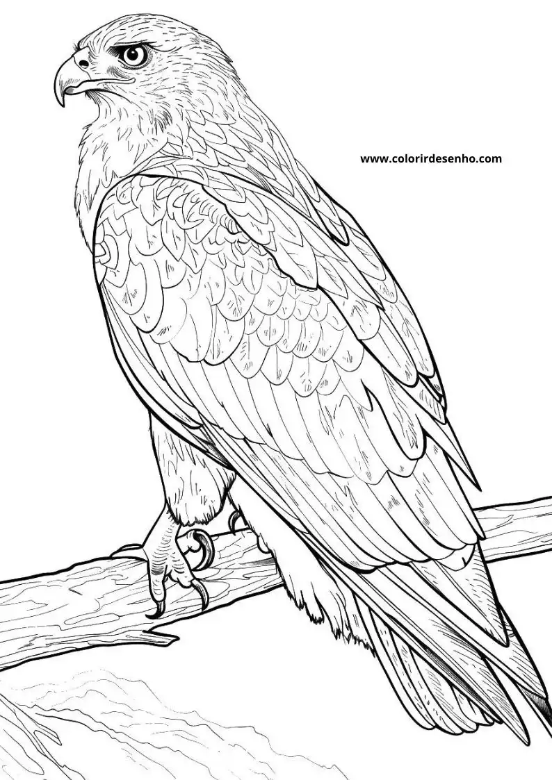 Educational Hawk Coloring Pages 6