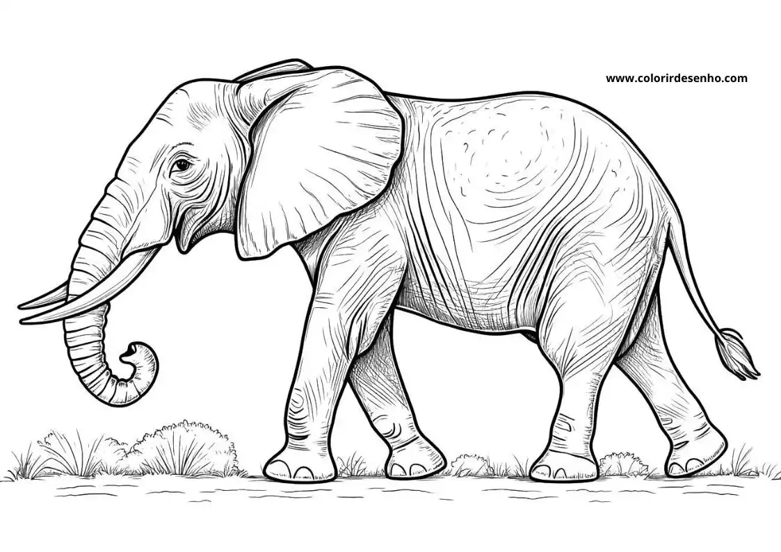 Elephant Coloring Page Outline 3