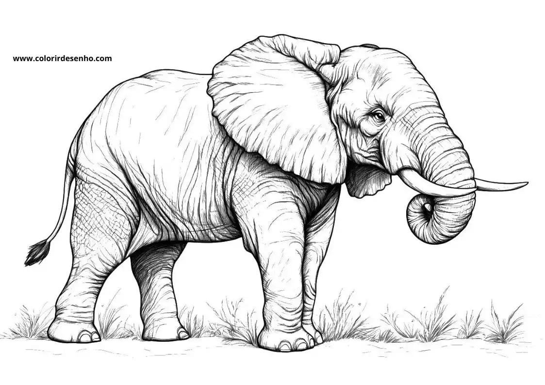 Free Elephant Coloring Pages Download 3