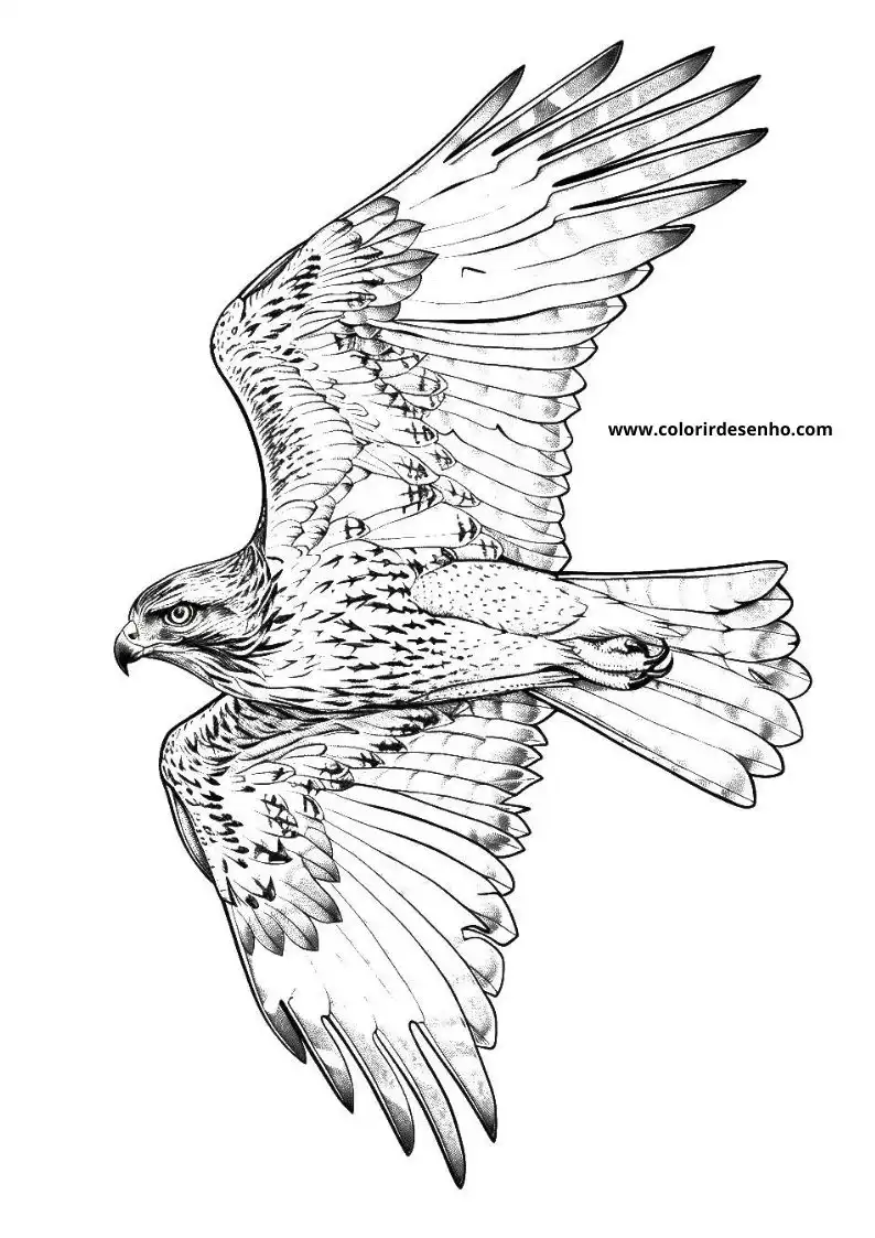 Free Hawk Coloring Pages Download 3