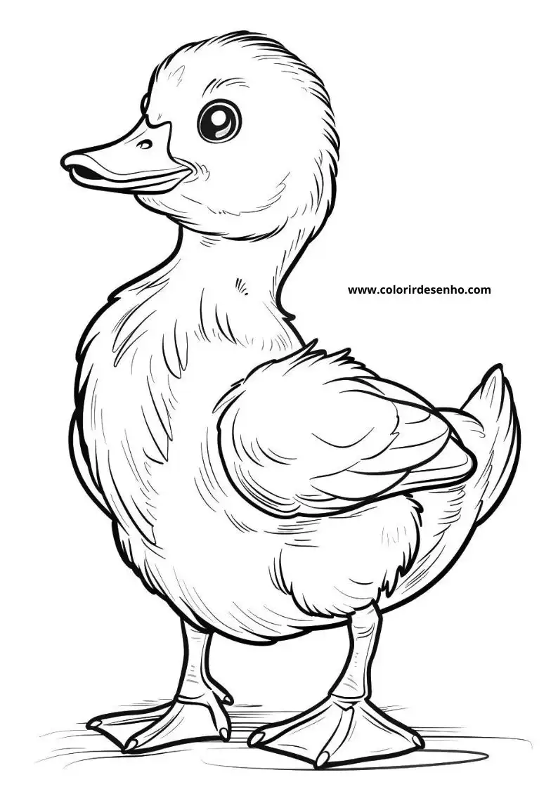 Free Printable Duck Coloring Pages in PDF 11