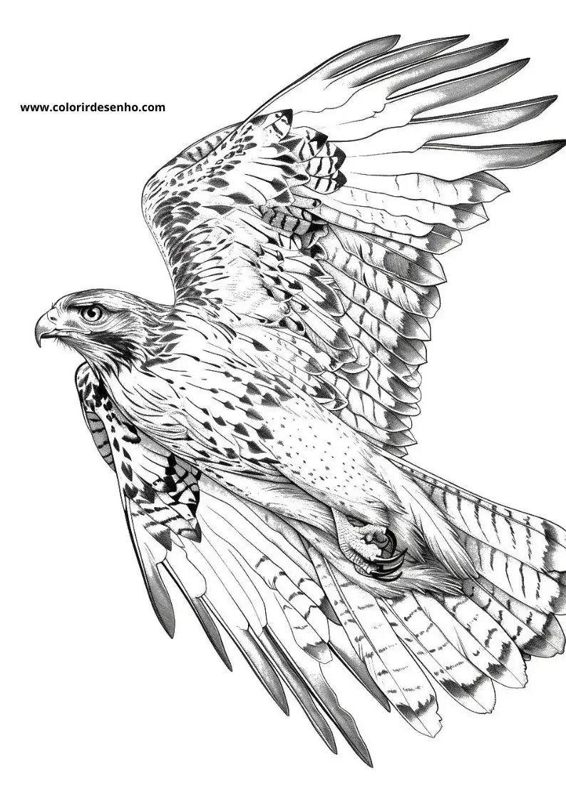 Free Printable Hawk Coloring Pages in PDF 2