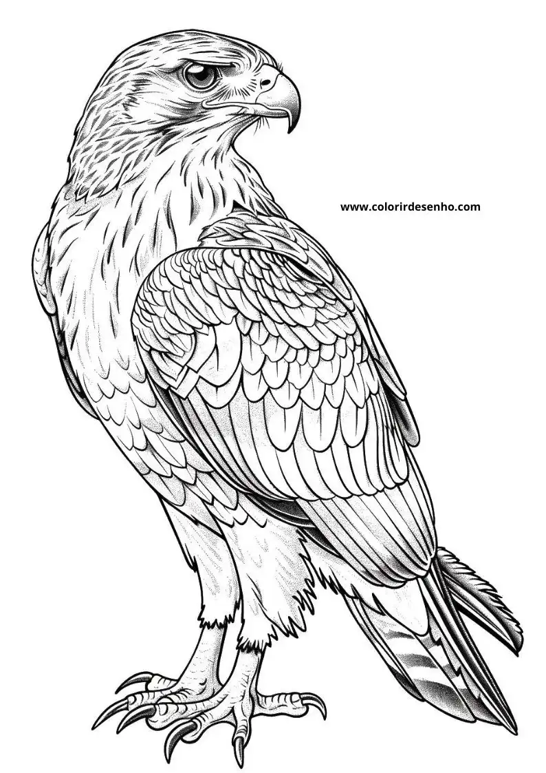 Free Printable Hawk Coloring Pages in PDF 4