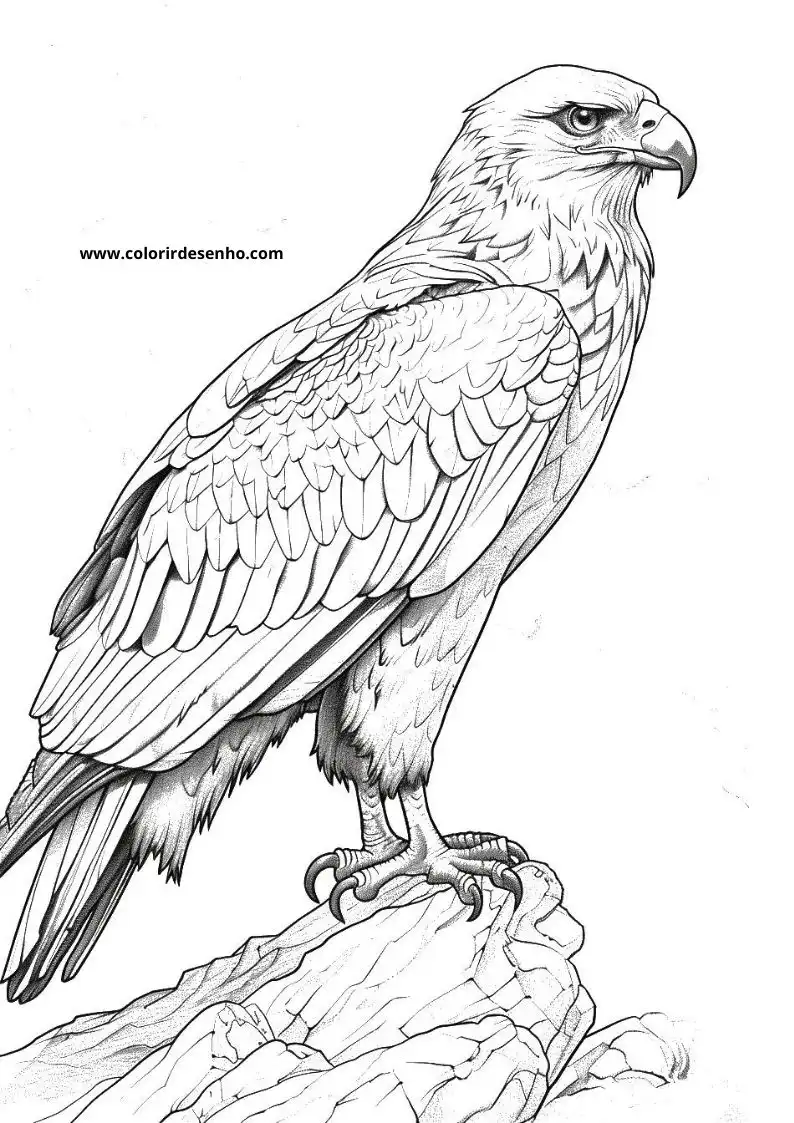 Free Printable Hawk Coloring Pages in PDF 8