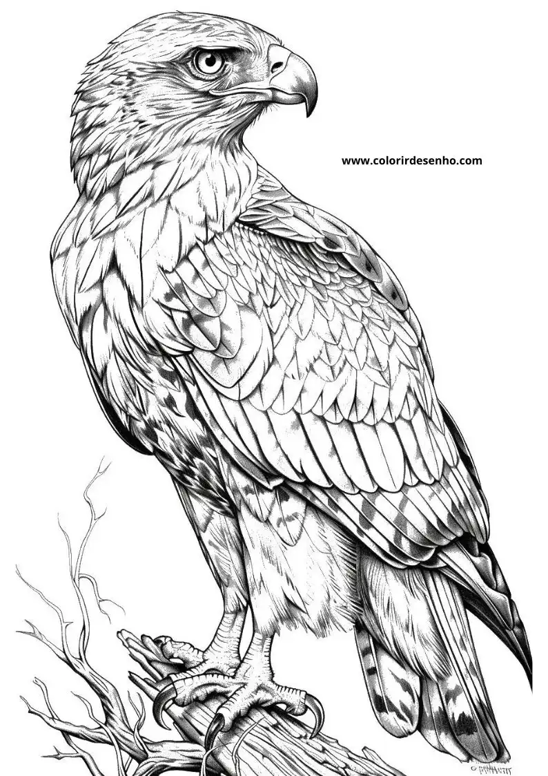Free Printable Hawk Coloring Sheets 4
