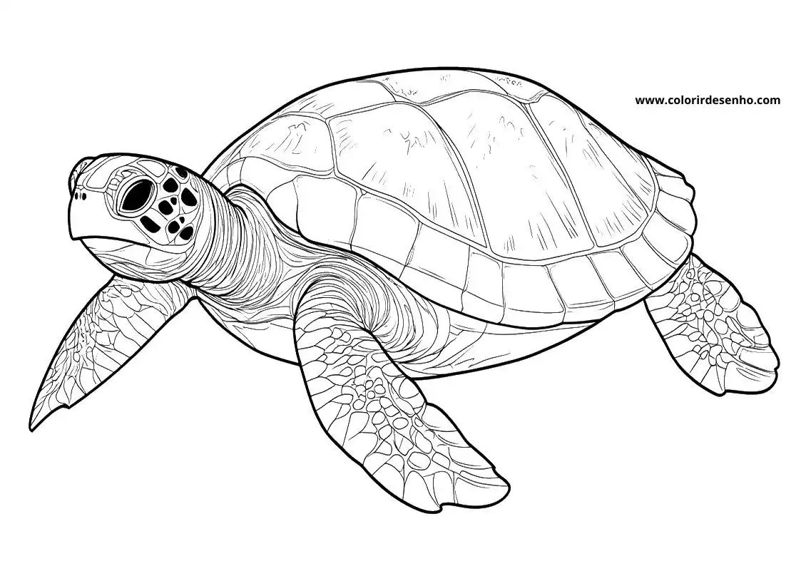 Free Printable Turtle Coloring Sheets 5