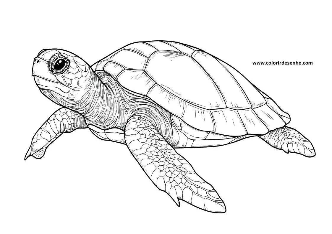 Free Printable Turtle Coloring Sheets 6